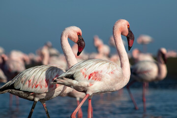 African wild birds. A flock of pink flamingos on the blue lagoon against the bright sky
