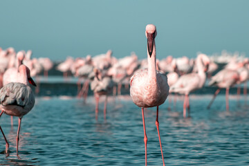 African wild birds. A flock of pink flamingos on the blue lagoon against the bright sky