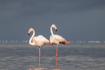 Wild african birds. Two Great african flamingos  walking around the blue lagoon against bright sky