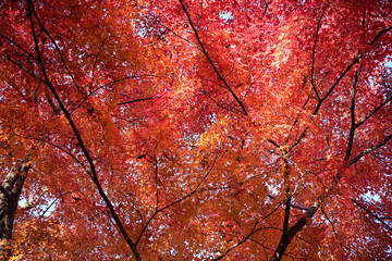 真っ赤な紅葉