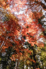 紅葉最盛期の成田山新勝寺
