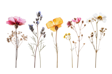 Set of dried flowers and leaves, isolated clip art on white background.
