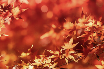 千葉県　松山庭園美術館の紅葉
