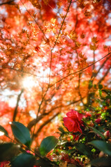 千葉県　松山庭園美術館の紅葉
