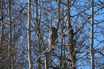 Great Grey Owl Looking Down, Elk Island National Park, Alberta
