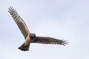 A gorgeous northern harrier (Circus hudsonius) flying over southwest Florida