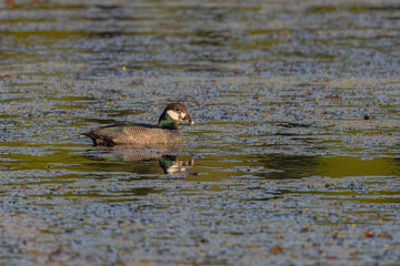 a male green pygmy-goose swimming on a billabong at tyro wetlands at ingham of qld, australia