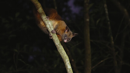 a night shot of a coppery brushtail possum climbing on a liana at a rainforest in north qld, australia
