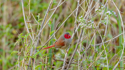 a female crimson finch perching on the stem of a shrub at tyro wetlands at ingham of qld, australia