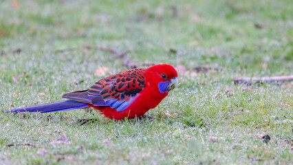 an adult crimson rosella crimson rosella eating grass seeds at a park in the snowy mountains of nsw, australia