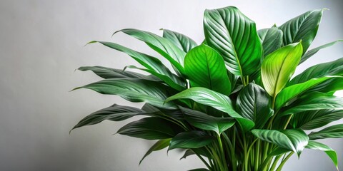 Broad green leaves of a peace lily a popular indoor plant, peace lily, indoor plant, broad leaves, green, foliage, houseplant