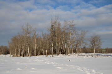 Fototapeta premium trees in snow