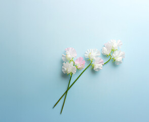 sweet pea flower photo