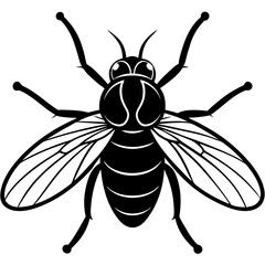  Fly vector