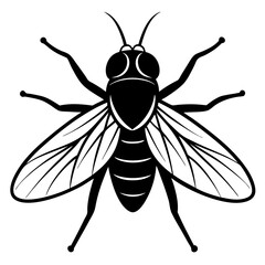  Fly vector