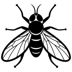  Fly vector