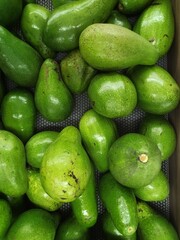 Benefits and Uniqueness of Superfood Avocado Fruit Rich in Nutrients