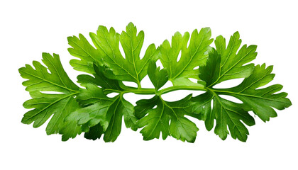 Fresh Green Parsley Leaf on a White Background Food Concept For Cooking