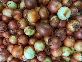 Allium cepa onions are a type of plant from the Alliaceae family which is widely used as a basic ingredient in various dishes throughout the world.