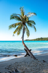A striking palm tree leans gracefully over the turquoise waters of Koh Kood, capturing the serene...