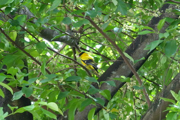 Bright yellow plumage and melodic calls make Oriolus chinensis a striking bird that adds vibrant color and song to tropical landscapes