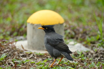 The Javan Myna (Acridotheres javanicus) is a highly adaptable and intelligent bird native to Southeast Asia. It is part of the starling family (Sturnidae) 