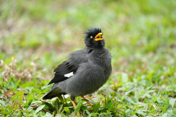 The Javan Myna (Acridotheres javanicus) is a highly adaptable and intelligent bird native to Southeast Asia. It is part of the starling family (Sturnidae) 