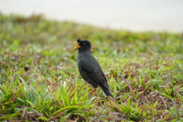 The Javan Myna (Acridotheres javanicus) is a highly adaptable and intelligent bird native to Southeast Asia. It is part of the starling family (Sturnidae) 
