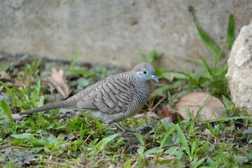 The Zebra Dove (Geopelia striata) is a small, attractive dove species known for its distinctive plumage, peaceful nature, and adaptability to urban environments. 