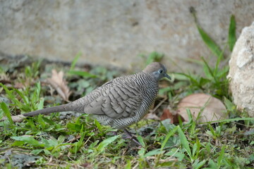 The Zebra Dove (Geopelia striata) is a small, attractive dove species known for its distinctive plumage, peaceful nature, and adaptability to urban environments. 