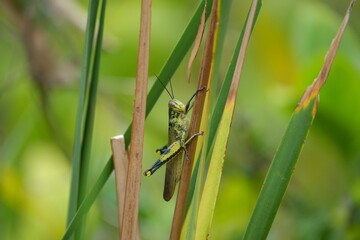The Large Marsh Grasshopper (Stenobothrus rugosus) is a species of grasshopper typically found in wetland areas, including marshes, grassy meadows, and damp fields. 