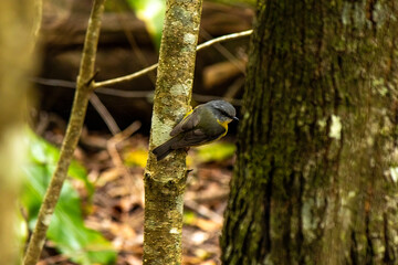 Eastern Yellow Robin bird on a tree