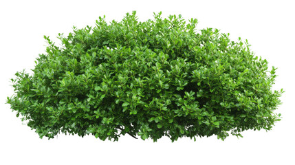 Green bush transparent background