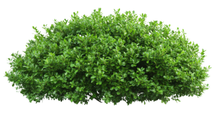 Green bush transparent background