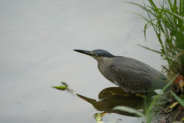 The Night Heron is a type of heron known for its nocturnal feeding habits and distinctive appearance. There are two main species of night herons: the Black-crowned Night Heron (Nycticorax nycticorax) 