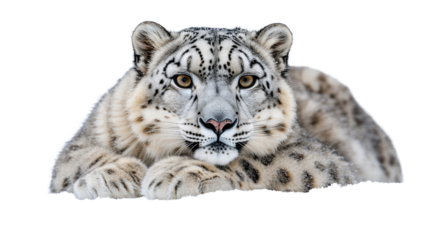 snow leopard isolated on white background 