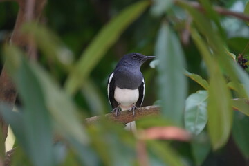 The Oriental Magpie Robin (Copsychus saularis) is a small, attractive songbird found across South and Southeast Asia. It is a member of the Musciapidae family