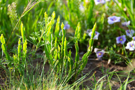 Baccharis trimera plant growing wild in the mountains