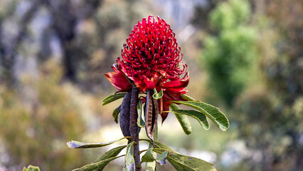 The Waratah - native Australian plant