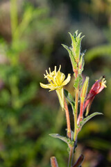 Oenothera rivadavia flower endemic herb of Argentina