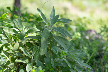 sage plant in the garden