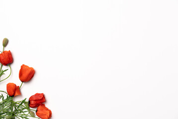 White background with red poppy flowers. Flat lay, top view. Copy space