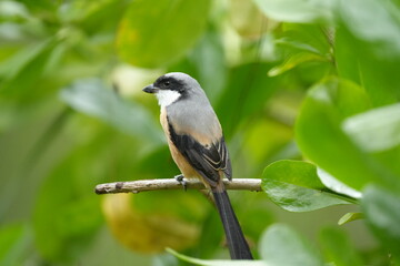 The Grey-backed Shrike is a medium-sized bird known for its keen hunting ability and striking grey, black, and white plumage&mdash;often spotted perched in open woodland or fields. 
