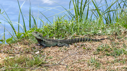Gippsland Water Dragon by a river