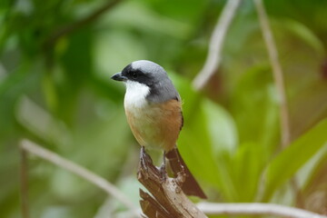 The Grey-backed Shrike (Lanius tephronotus) is a medium-sized passerine bird belonging to the shrike family, Laniidae. It is admired for its sharp hunting skills and striking plumage