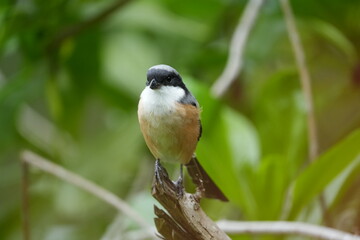 Fototapeta premium The Grey-backed Shrike (Lanius tephronotus) is a medium-sized passerine bird belonging to the shrike family, Laniidae. It is admired for its sharp hunting skills and striking plumage
