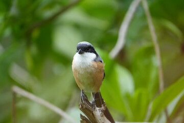 The Grey-backed Shrike (Lanius tephronotus) is a medium-sized passerine bird belonging to the...