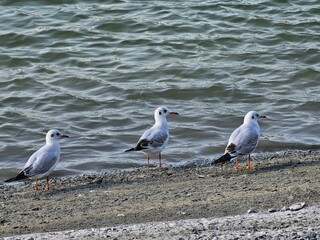 seagulls on the beach