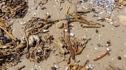 mass of sea sponges on beach