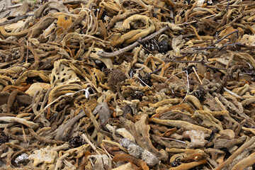 mass of sea sponges on beach